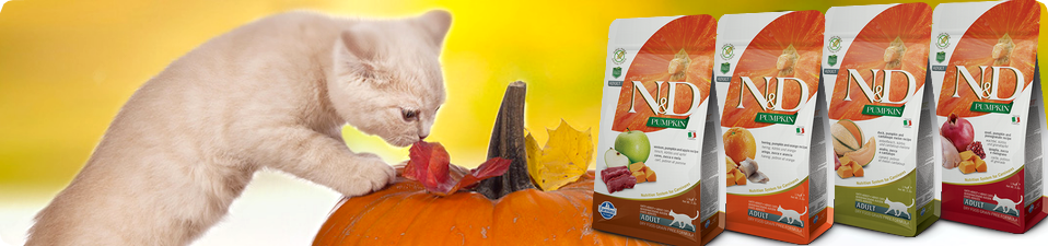n&d grain free pumpkin for cat /   