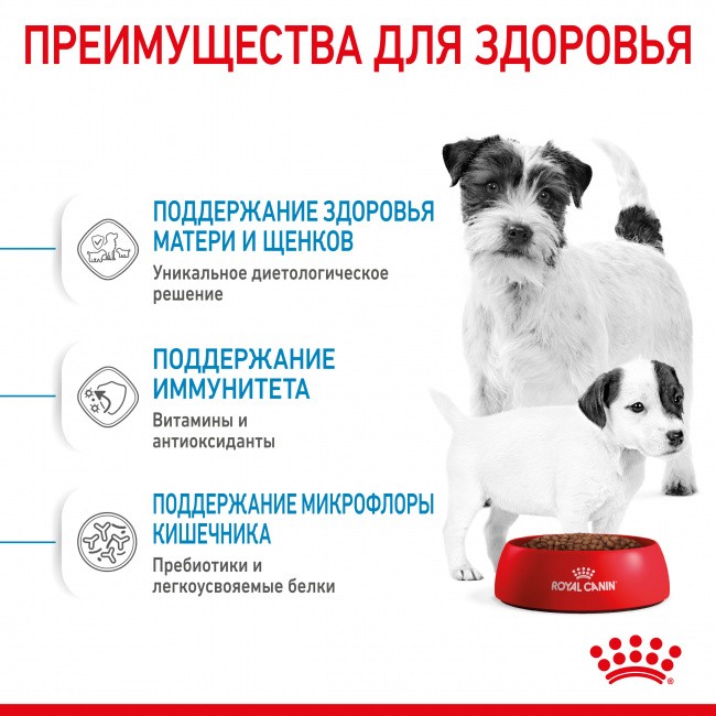   Royal Canin Mini Starter 1   