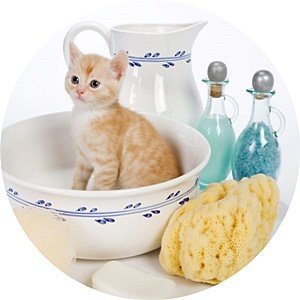 Гигиена для кошек