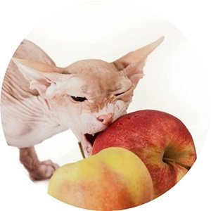 Витамины и кормовые добавки для кошек