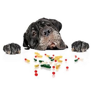 Витамины и кормовые добавки для собак