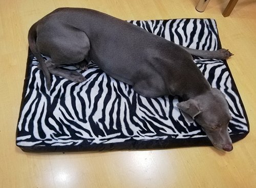 CLP "Зебра" №3, 90*60*8 см, лежак со съемным чехлом для собак и кошек